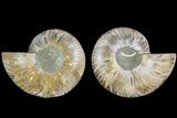 Cut & Polished, Agatized Ammonite Fossil - Madagascar #183227-1